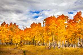 Aspens near Flagstaff-4322.jpg Aspens near Flagstaff-4322.jpg